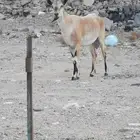 هجين ولد وعل نجدي