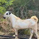 تيس فاخر بيشي