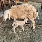ضأن دفيع وحده خلفه