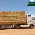 تبن قمح نخب أول