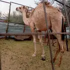 ناقه عشرا وبنتها