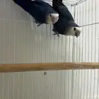 للبيع روز منتج