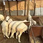 طليان سواكن بيض مرابى طيبه ماشاءالله