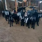 للبيع تيوس وجفار