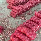 بصل بذور يمنيه كيس وسط
