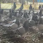 للبيع حمام سلفر سوبر جانبو