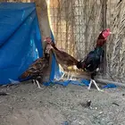 للبيع دجاج بكستاني سندي