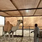 الدوادمي