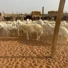غنم  حرش
