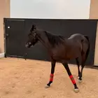 فرس شعبية دهماء