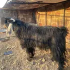 تيس فحل عارضي