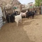 معزاء عوارض ومصريات جفار