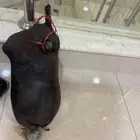 عكة عدد ثنين غنم وعدد ثنين ضب