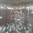 حمام فرنسي منتج