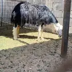 للبيع نجديه صنف