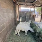 خرفان كرامات ومبادي كفو