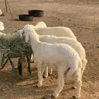 ذبايح طليان و رخال حري و يوجد صلخ و توصيل