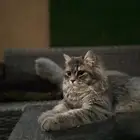 قطة رومانية للتبني