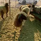 بهم نعيم نضيف