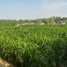 يوجد لدينا قصب للبيع