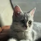 قطط بريتش للتبني