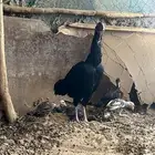 فروخ شامو الماني