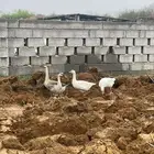 وز عراقي وبلدي