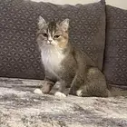 قطه