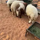 للبيع عدد 4 طليان نعيم