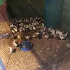 صوص دجاج للبيع