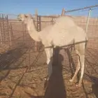 قعود لباني للبيع