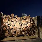 سمر شرط. مبروم وشلايخ دنه سبرجانبو