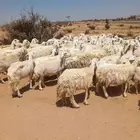 غنم مراح واحد العدد 97 مع فحول 2كفو