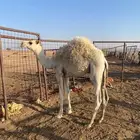 قعود