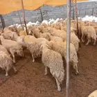 غنم مراح واحد العدد 91مع فحول 2 صنف