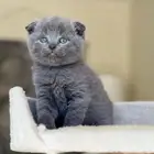 قطة سكوتش برتش بيور للبيع - لون بلو - يوجد دفع بالتقسيط