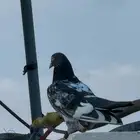 حمام بكستاني مفقود ذكر