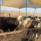 طلي نجدي فحل