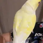 درة اينو جامبو ذكر اليف ( حمامة )