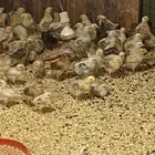 صوص بلدي شرط