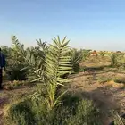 نخل