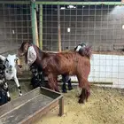 تيس حري