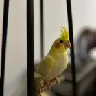 كروان لاتينو