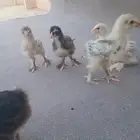 صوص براهما وقطني