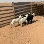 هرافى سمان طيبه تم البيع