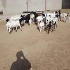 غنم برابر