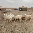 طليان حري عقيقه ذبايح مناسبات ذبائح ثلاجه عرض اليوم الوطني