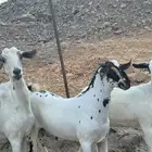 عنز بيشيه قارح يتبعها تيس و جفره