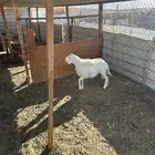 رخل حري طيبه