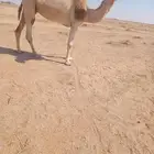 الضريبه للبيع